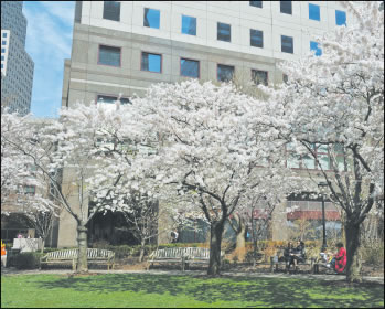 B.P.C. Beat 25 trees-2011-04-26_z