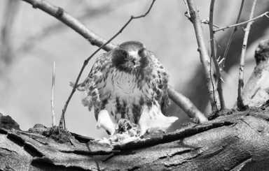 buzzard-2011-08-03_z