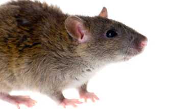 istock rat