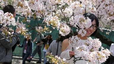 Cherry blossoms 2019 – Brooklyn Botanic edf