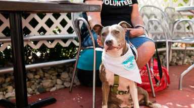 amNWDOG190524_photos