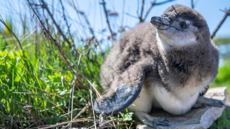 amNWPENGUIN190510_photos