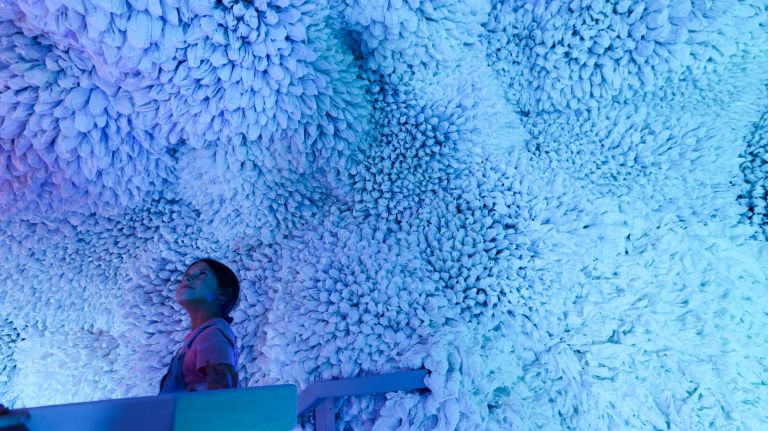 amnwARC190828_photos