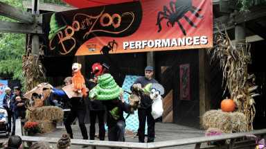 The Bootoberfest celebration featuring beer, lawn games, grub and live acoustic music returns to the Bronx Zoo this weekend.. Watch for special evenings when night walks are offered and guests can still check out the Dinosaur Safari.