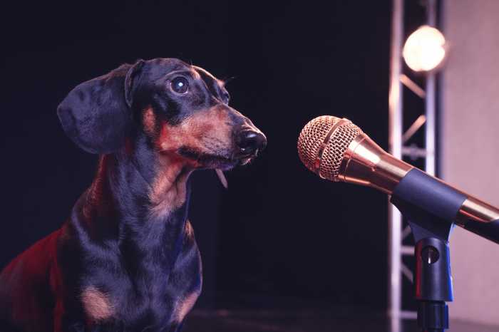 Dog-friendly comedy show comes to Improv Asylum 7