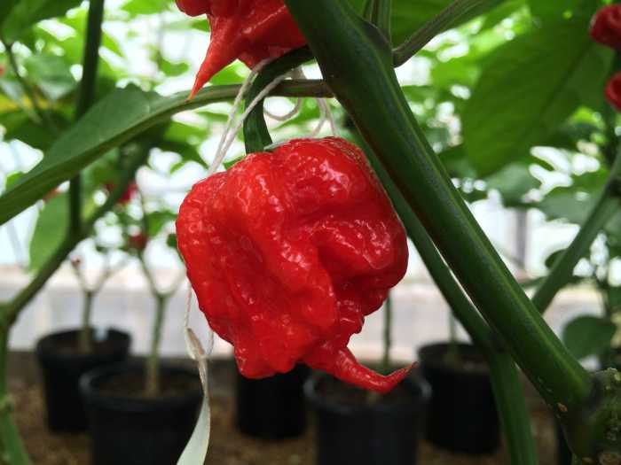 New documentary explores the many impacts hot peppers have on the world 5