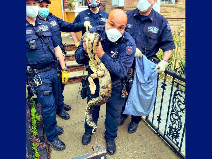 'Ssssssneaky visitor' in the Bronx: Huge python found near mailbox 5
