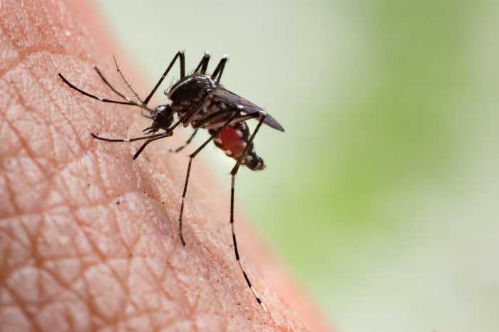 Staten Island to receive next round of pesticide spraying prevent spread of West Nile-carrying mosquitoes 5