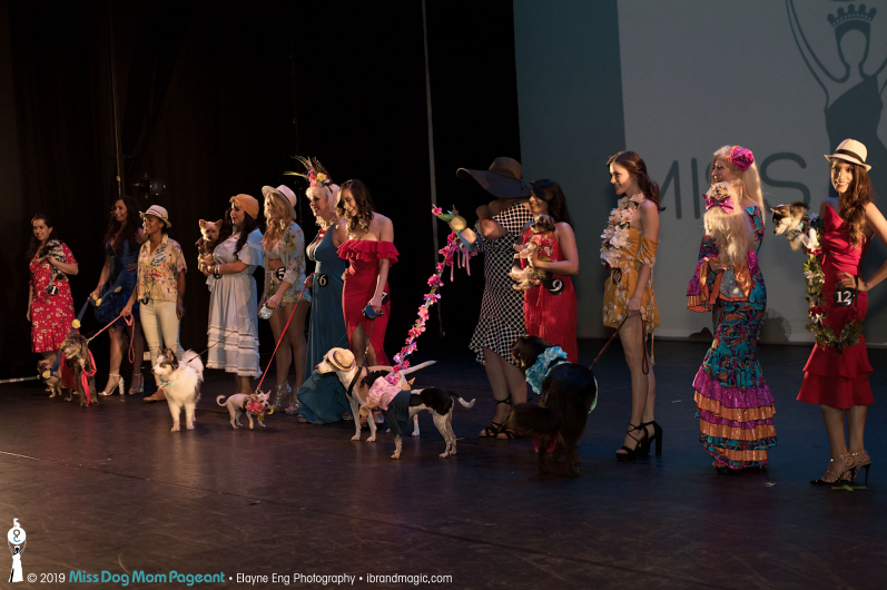 Applications open to New York City dog owners for virtual 'Miss Dog Mom' pageant 7