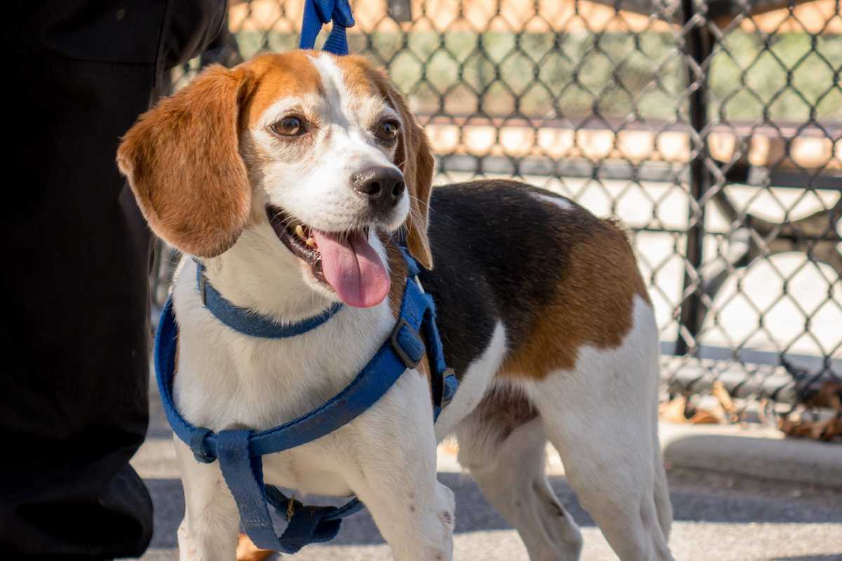 092717_hpd_dog_1.0.0