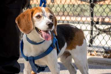 092717_hpd_dog_1.0.0