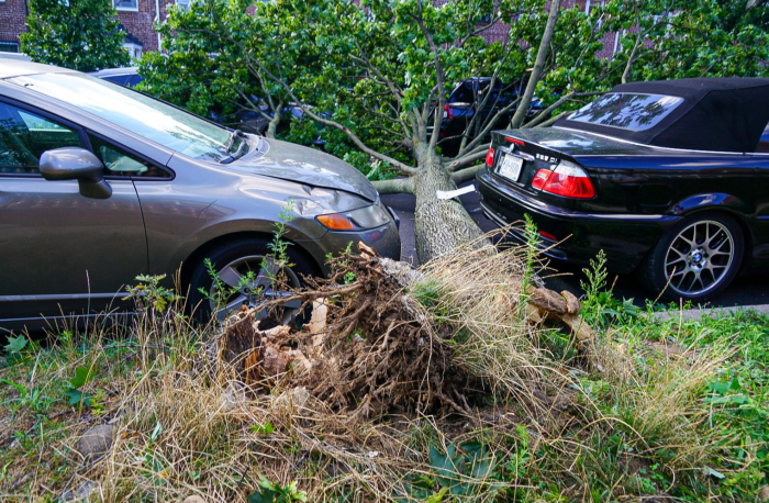 Queens has highest number of downed trees and power outages following Tropical Storm Isaias 5