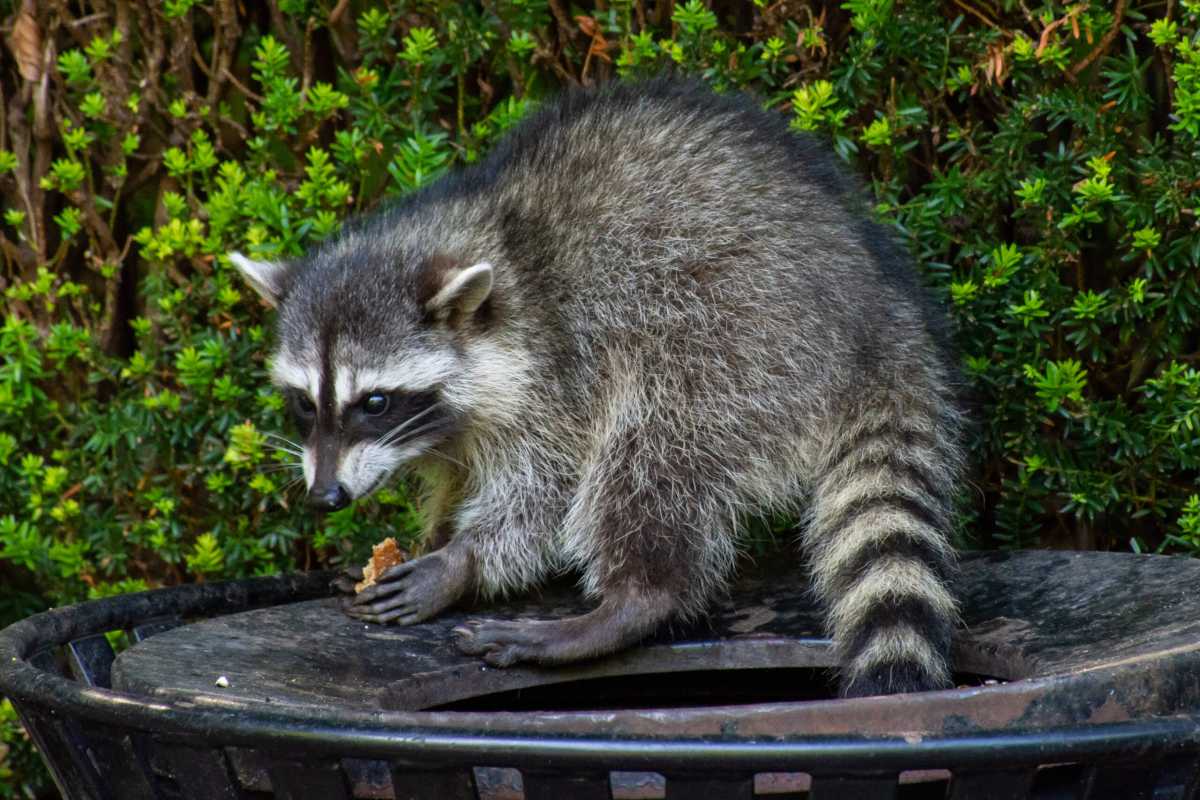 The city is vaccinating raccoons to help control the spread of rabies.