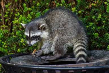 The city is vaccinating raccoons to help control the spread of rabies.