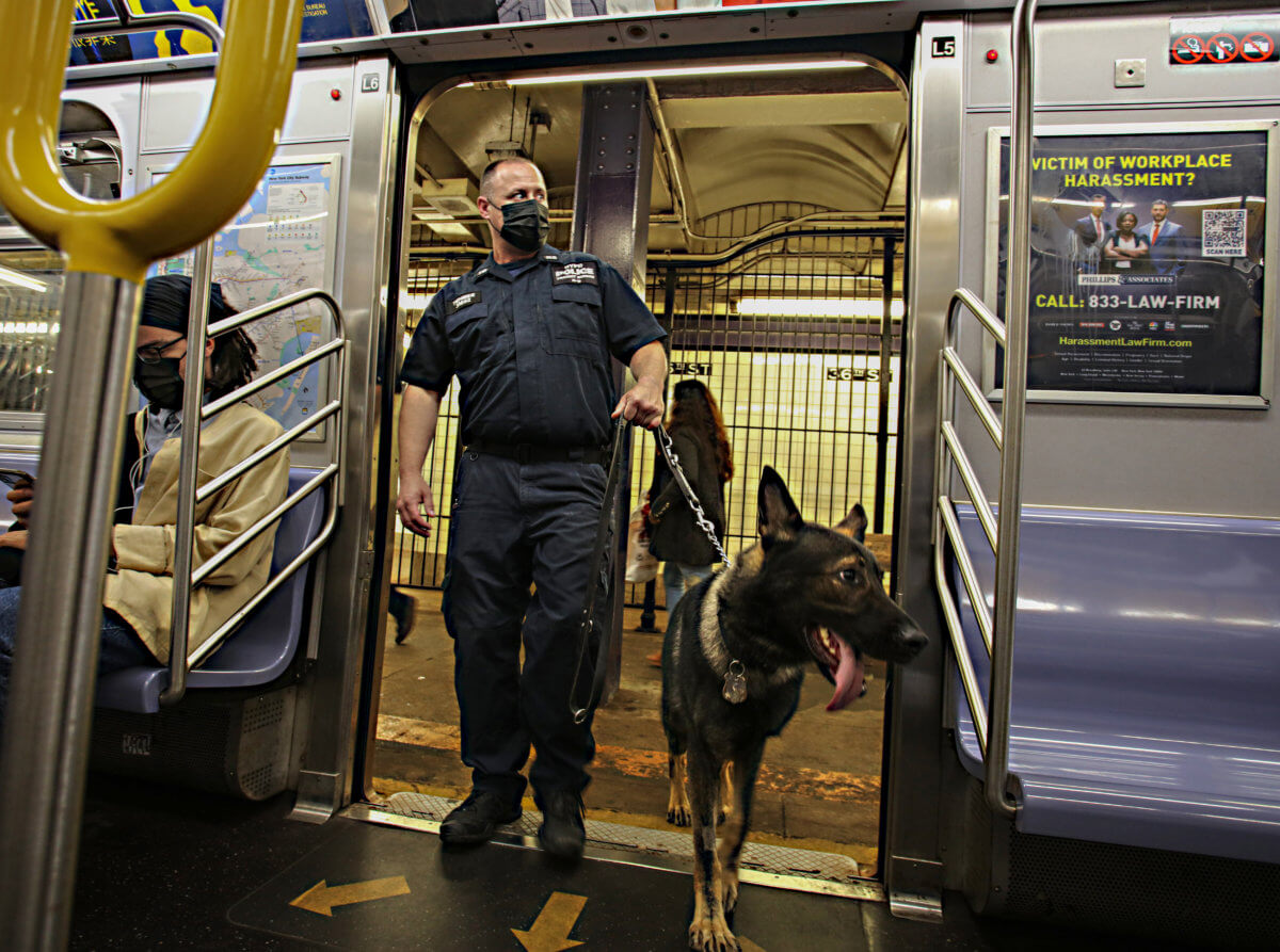 EXCLUSIVE: NYPD's newest canine members specially bred to sniff out explosives in seconds 13