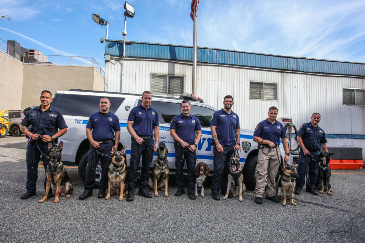 EXCLUSIVE: NYPD's newest canine members specially bred to sniff out explosives in seconds 11