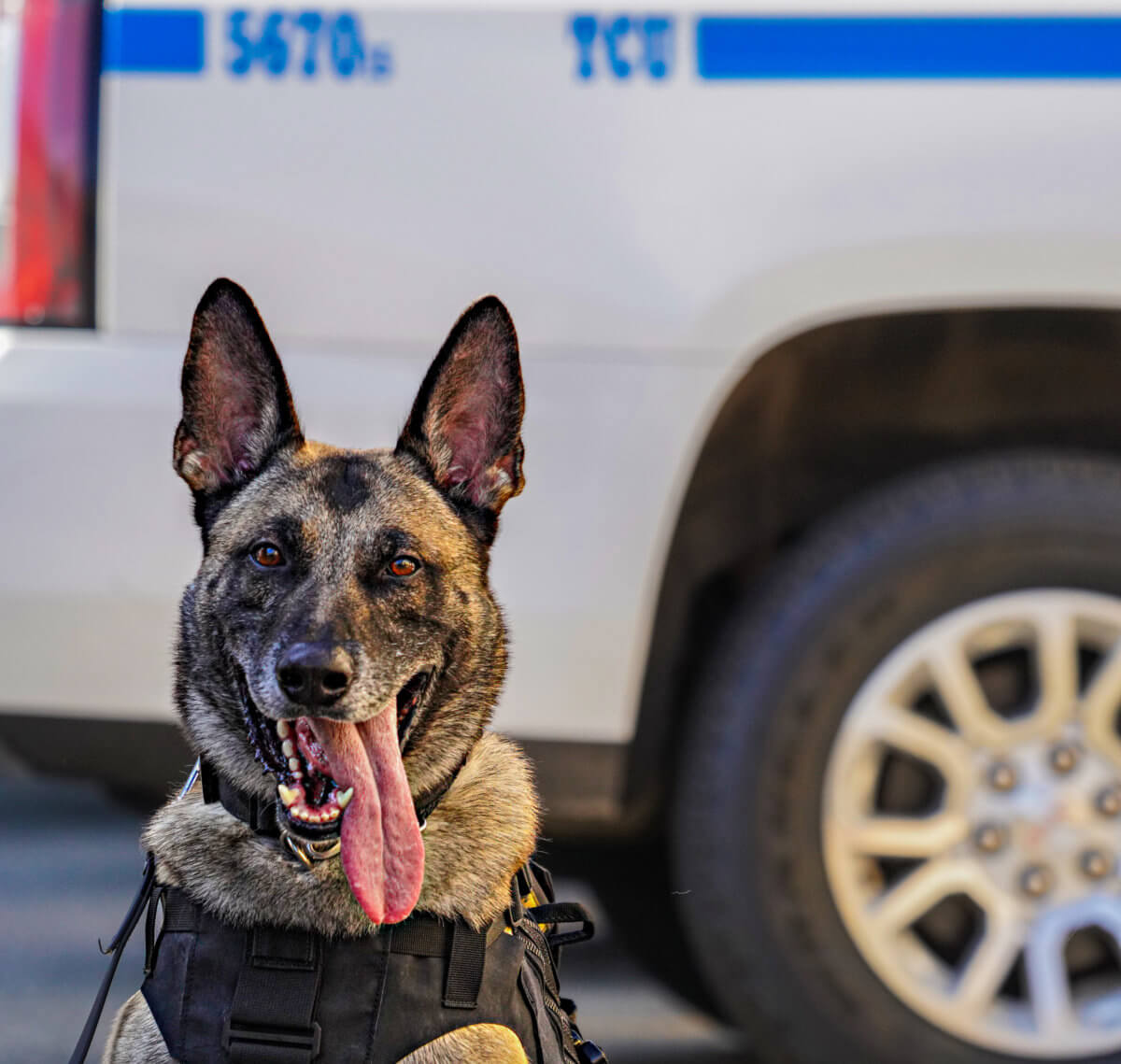 EXCLUSIVE: NYPD's newest canine members specially bred to sniff out explosives in seconds 10
