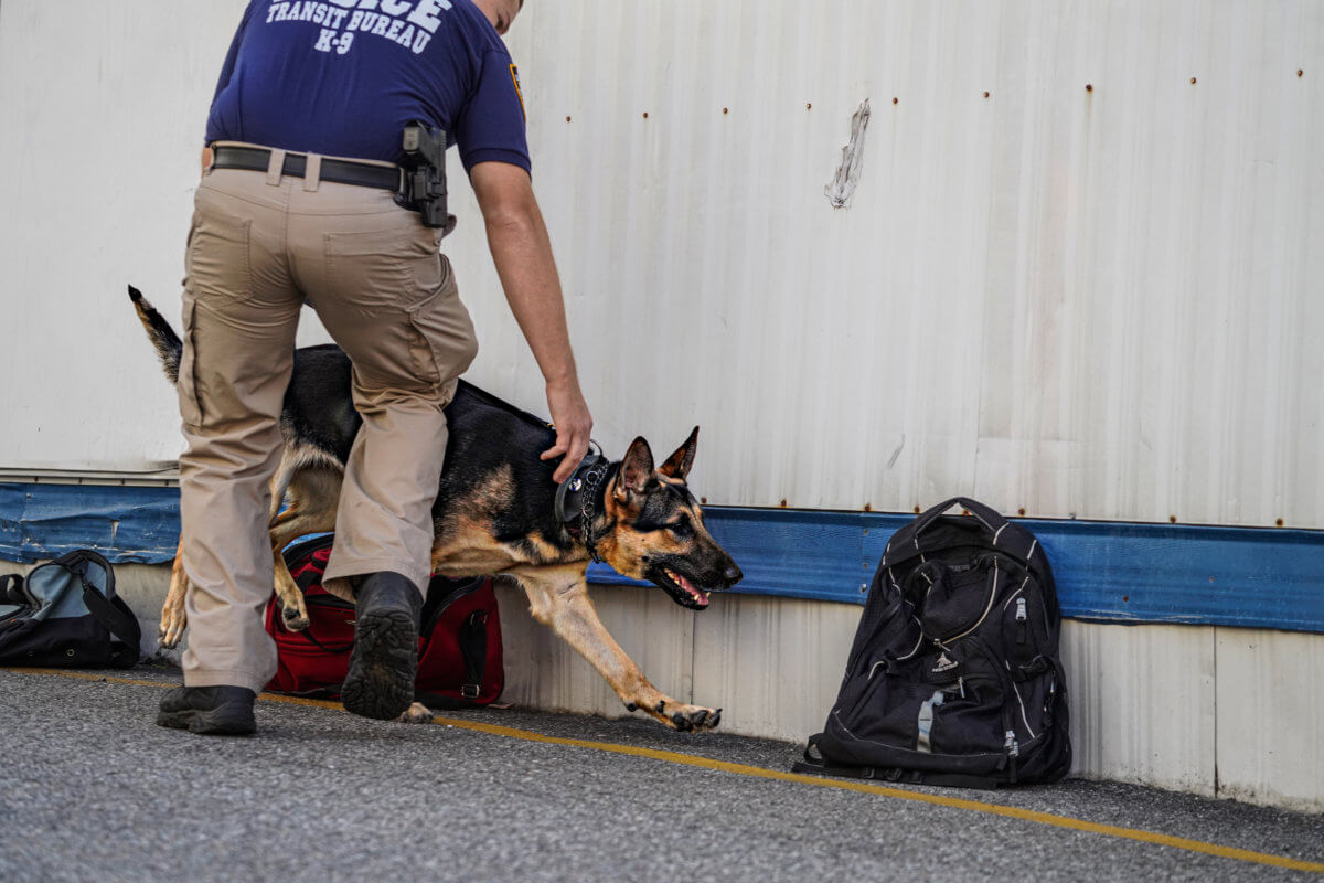EXCLUSIVE: NYPD's newest canine members specially bred to sniff out explosives in seconds 9