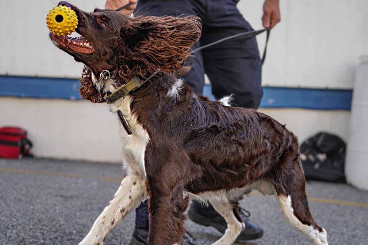 EXCLUSIVE: NYPD's newest canine members specially bred to sniff out explosives in seconds 12