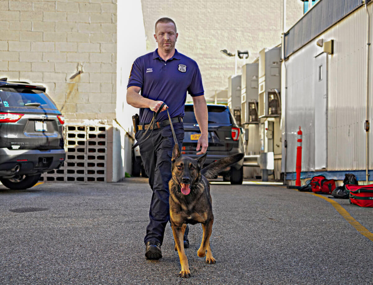 EXCLUSIVE: NYPD's newest canine members specially bred to sniff out explosives in seconds 15