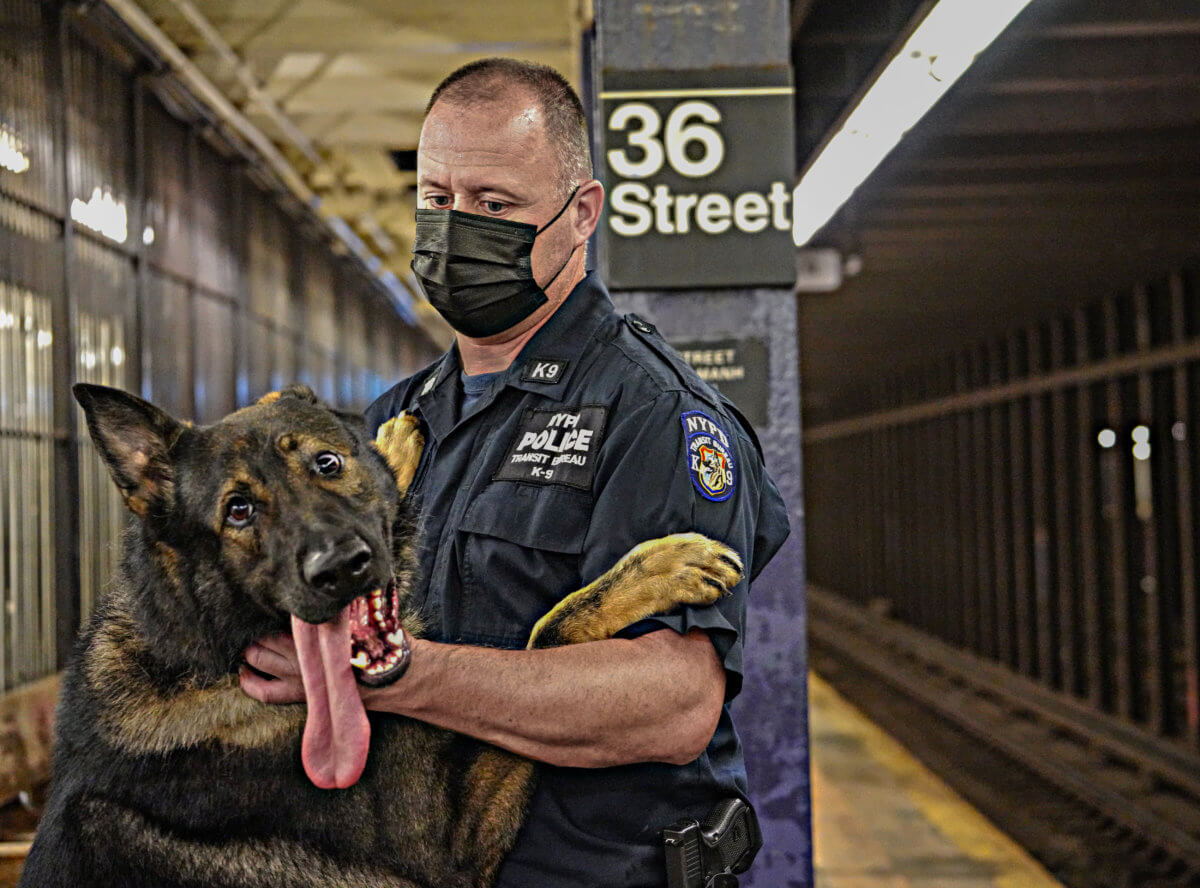 EXCLUSIVE: NYPD's newest canine members specially bred to sniff out explosives in seconds 14