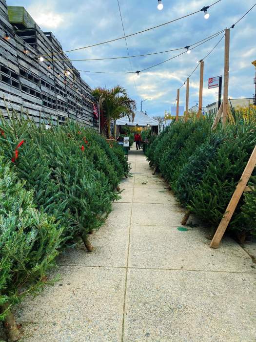 Here are some things to do in Manhattan from Nov. 18-26 6 Greg's Trees in Greenwood Park