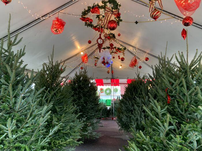 This Queens native runs some of the largest Christmas tree stands in New York City 8 Trees for sale at Greg's Trees Domino Park location