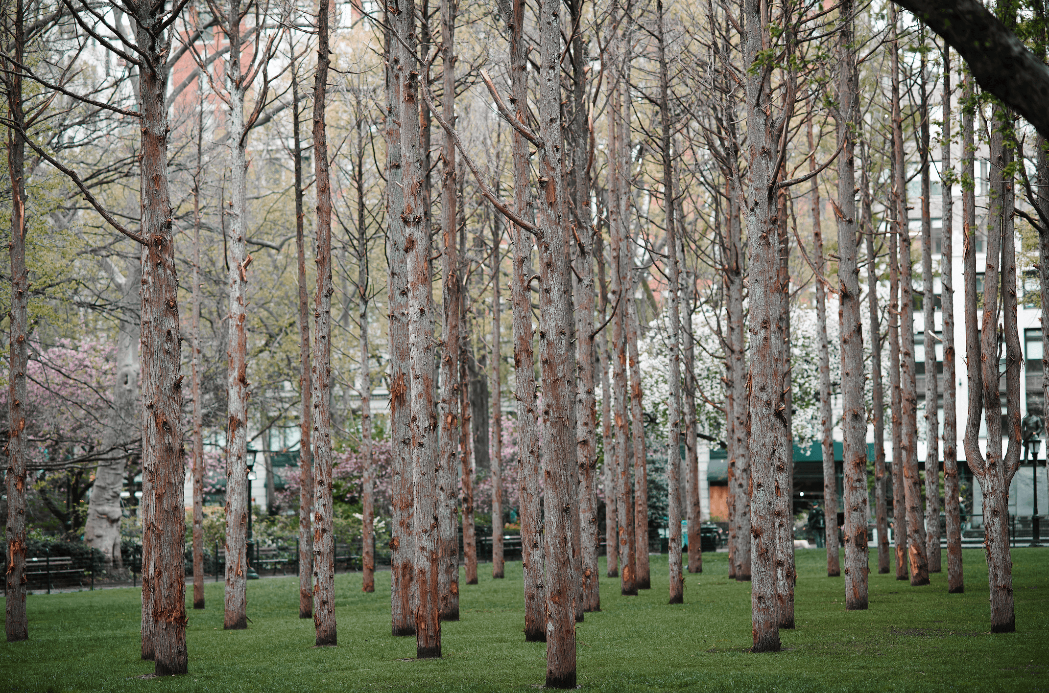 Wood from Madison Square Park art installation donated to Bronx-based organization working to empower youth 7