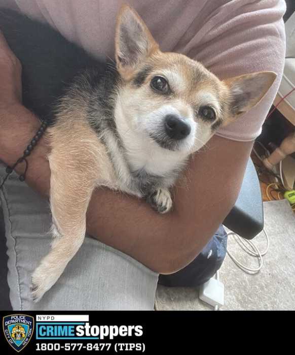 Brooklyn robbers steal man's dog after he couldn't provide them with money: NYPD 5 Brooklyn thieves steal dog during robbery