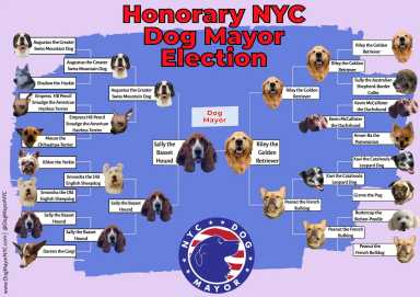 Top dog! The new canine mayor New Yorkers didn't know they needed, but that they deserve 31 DogMayor1