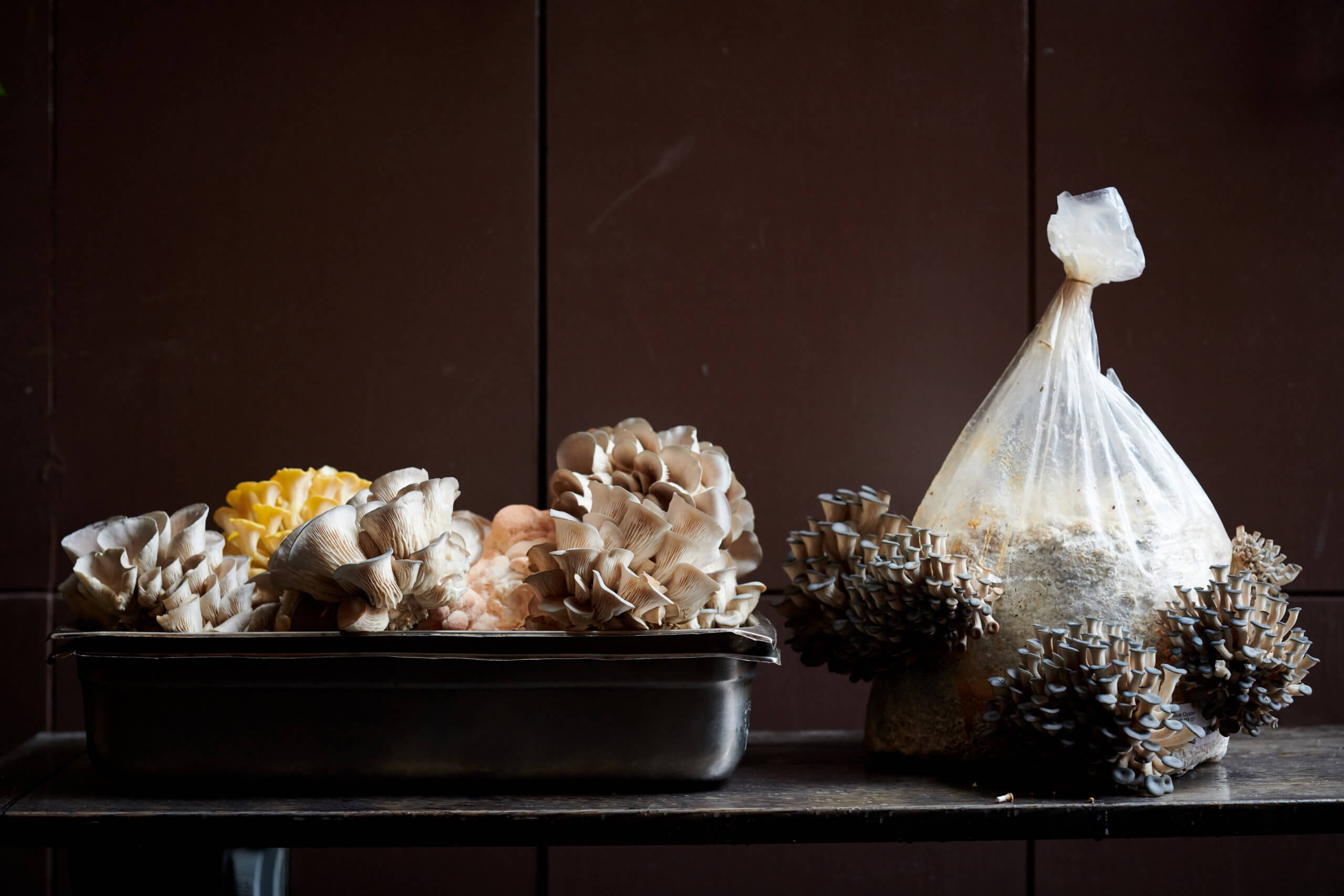 First hotel to have a mushroom farm is located in the East Village, mushroom-themed events planned 4 Mushroom