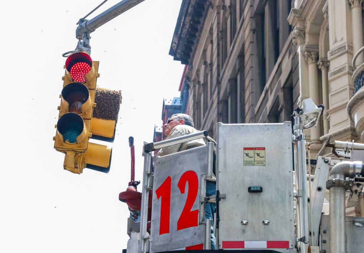 Un-bee-lievable: Beehive removed from traffic light in Flatiron District 4 8B7A3019