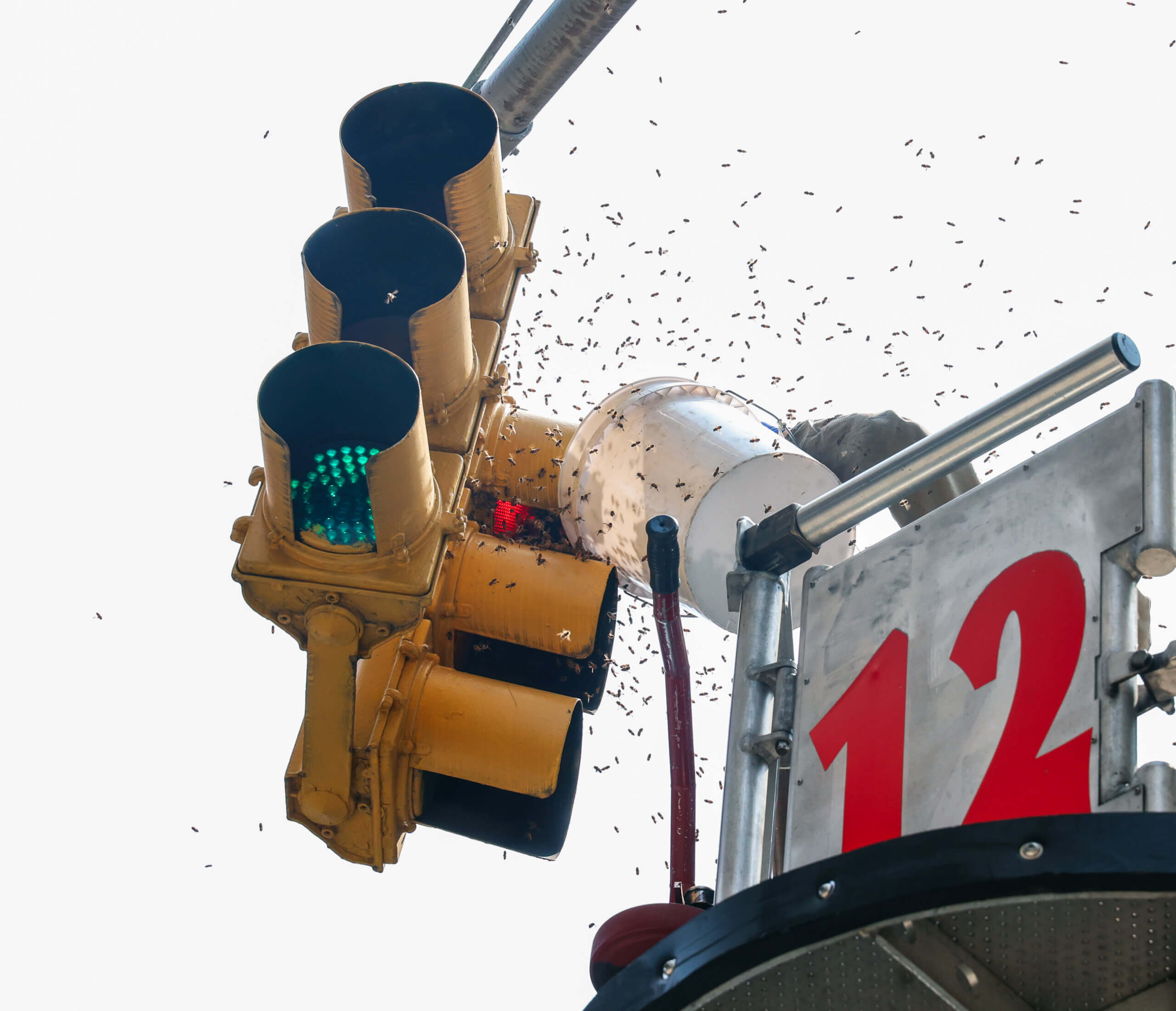 Un-bee-lievable: Beehive removed from traffic light in Flatiron District 5 Beekeeper Andrew Coté removed bees from a traffic light