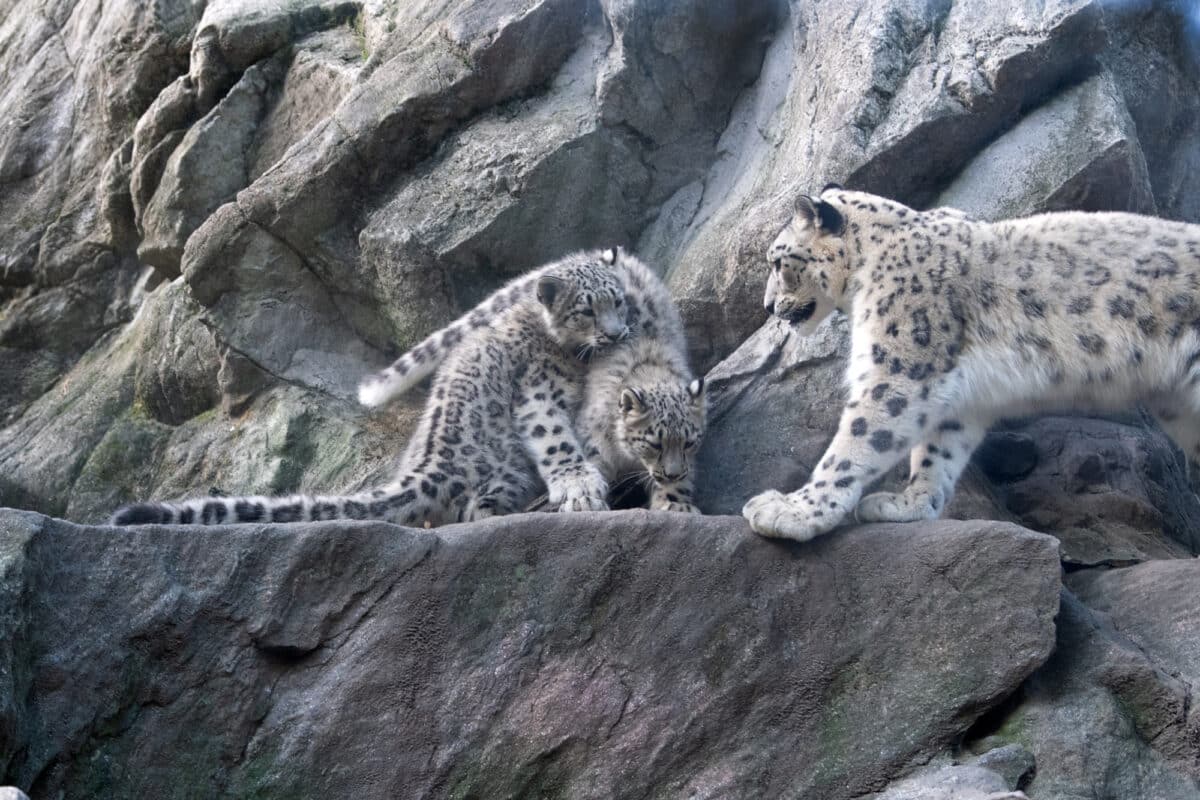 Two snow leopard cubs and a grown snow leopard at the Bronx Zoo.