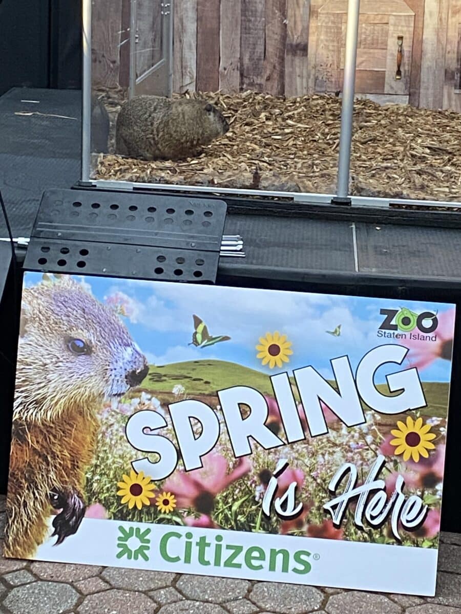 The Groundhog Day results are in! Will New York see an early spring? 5 Staten Island Chuck predicted an early spring this year