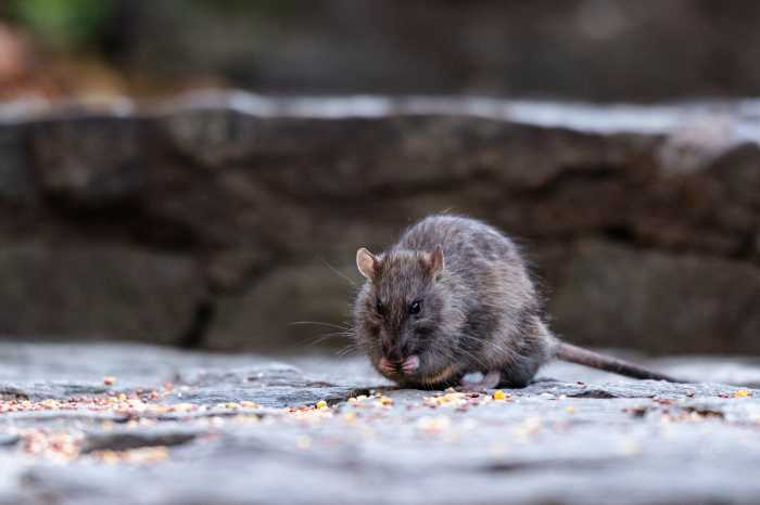 Serious infections linked to rat urine rising as NYC looks to birth control to curb the rodent population 4 Rat