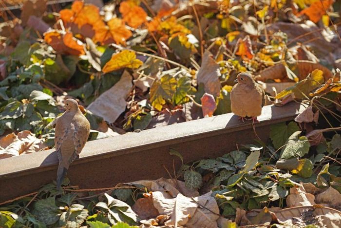 8 little-known facts about the High Line even native New Yorkers might not know 5 two birds perched on a rail at the High Line