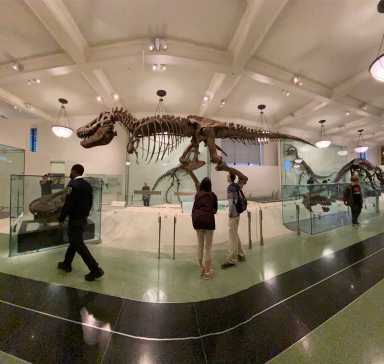 Rocks the vote! Museum of Natural History will serve as early voting site on the West Side 35 Dinosaur fossils at the American Museum of Natural History