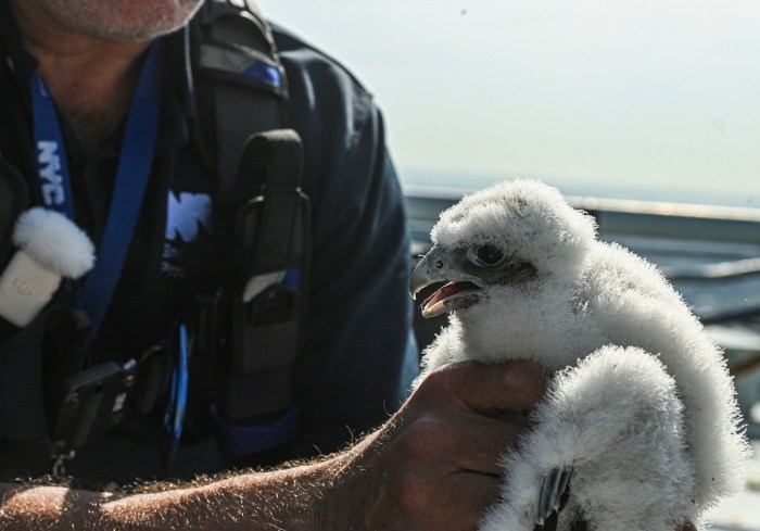 Three peregrine falcon chicks hatch atop Verrazzano-Narrows Bridge 8 The chicks are banded for research and safety purposes but otherwise are left alone