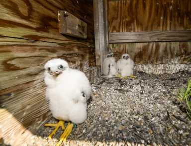 Three peregrine falcon chicks hatch atop Verrazzano-Narrows Bridge 36 Falcon chicks that hatched atop the Verrazzano Narrows Bridge