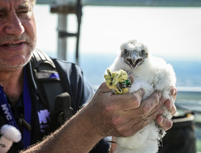 Three peregrine falcon chicks hatch atop Verrazzano-Narrows Bridge 7 The chicks are banded for research and safety purposes but otherwise are left alone