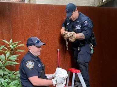Cops catch sneaky snake that slithered into Upper West Side home 33 ESUsnake