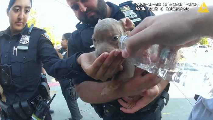Queens cops rescue puppies bound in sack: 'These dogs would have been dead in 5 minutes' 7 Queens cops rescue dogs