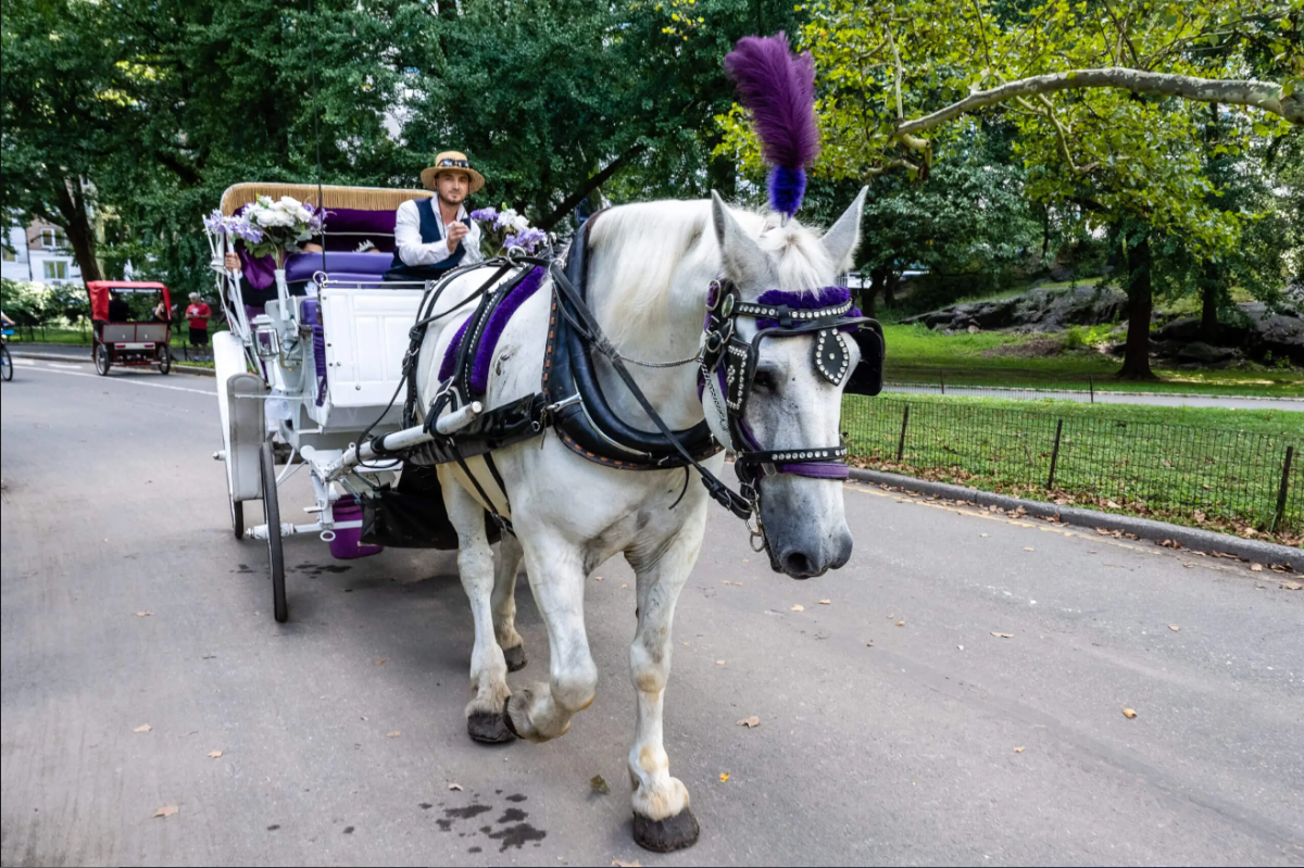 Horse carriage in Central Park