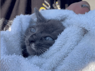 NYPD, neighbors battle extreme heat to rescue kitten trapped in Staten Island storm drain 31 gray cat rescued on Staten Island wrapped in a towel