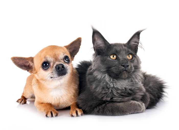 These were the most-searched dog and cat breeds in New York in 2024, according to Adopt a Pet 6 maine coon kitten and chihuahua in front of white background