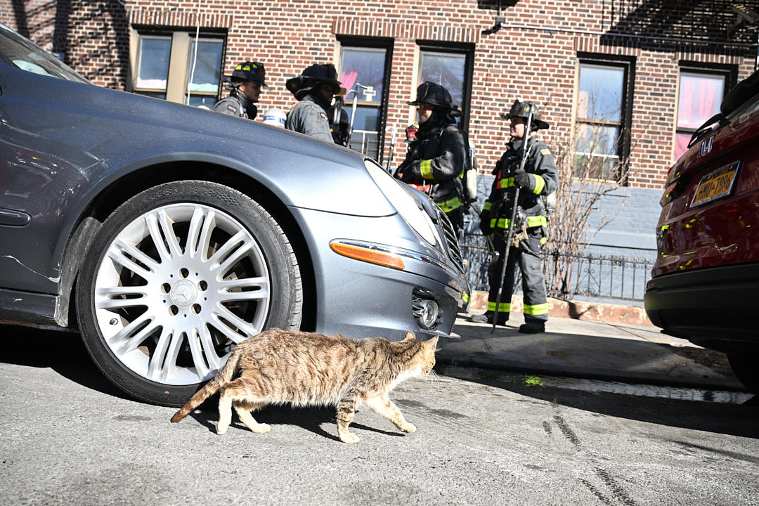 FDNY quickly takes down Brooklyn basement fire 4 A cat escapes the fire apartment following a fire at 159 East 96 Street.