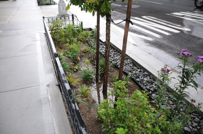 NYC’s curbside rain gardens: Are they eco-friendly or just poop-filled eyesores? 5 rain garden in NYC during the day with plants
