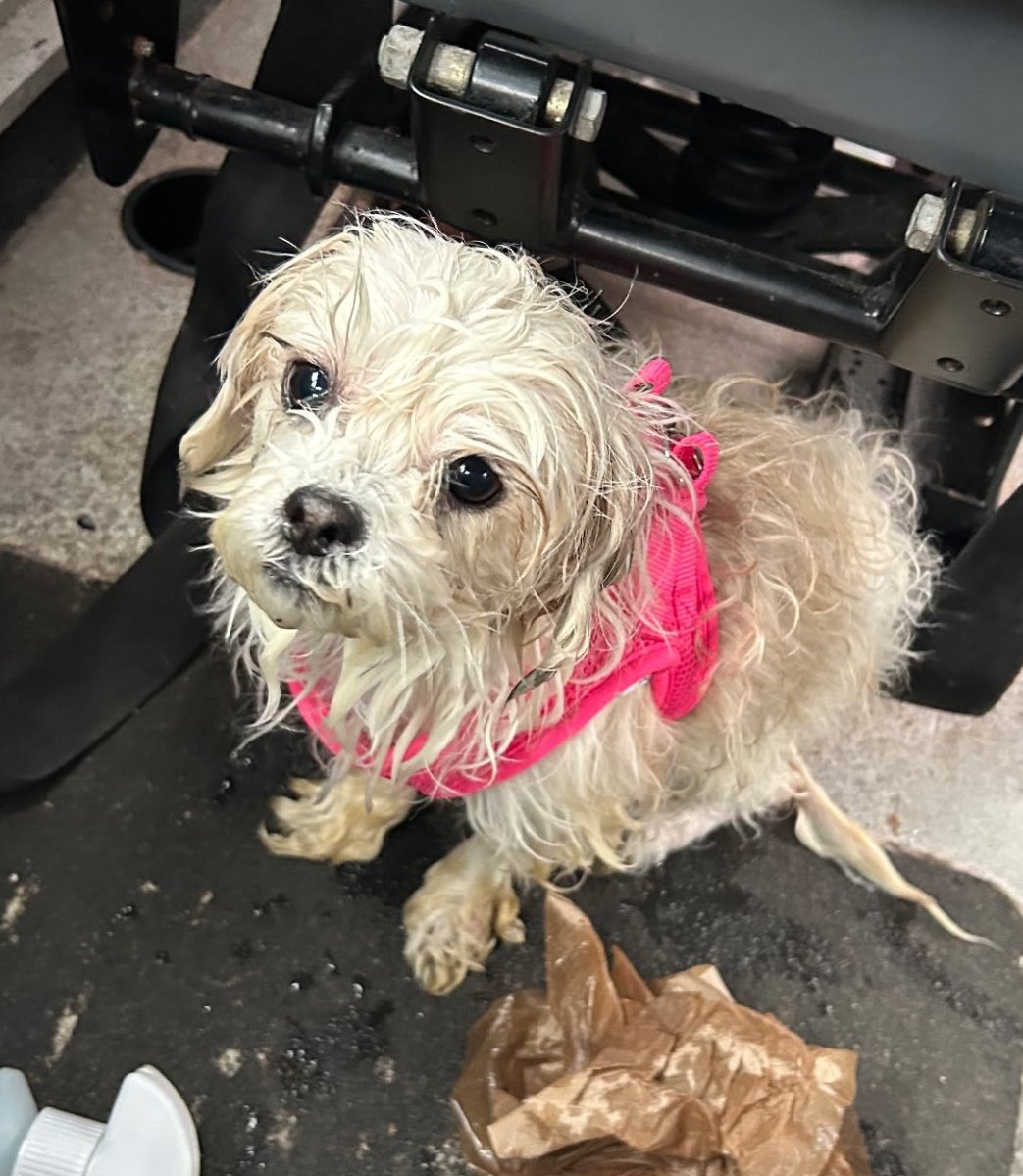 NYPD Harbor Unit officers recount moment they saved lost dog from East River waters 3