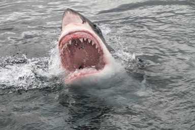 You're gonna need a bigger boat: NYC celebrates 50 years of 'Jaws' 24 Great white shark similar to that from Jaws